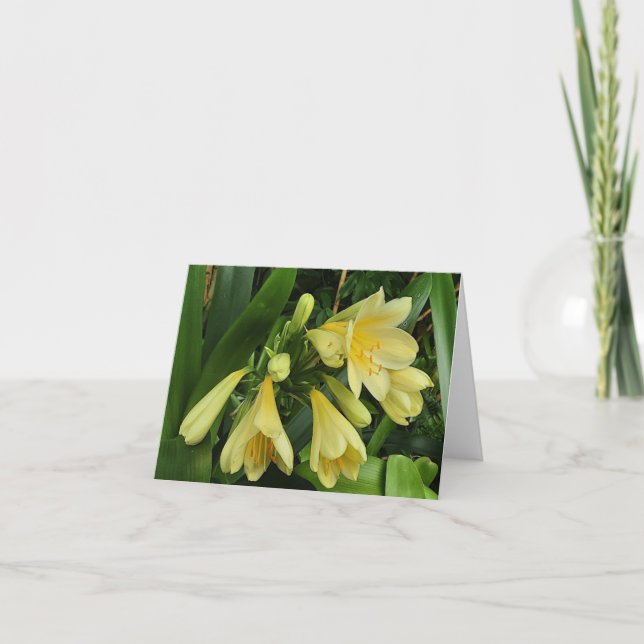 Gelbgelbe Klippen Ankündigung (Vorderseite)