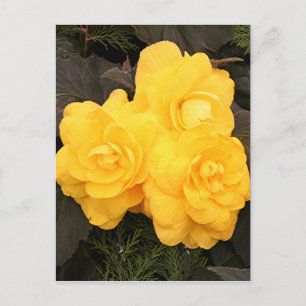 Gelbgold-Begonia-Blume Postkarte