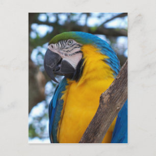 Gelbgrün und blau-tropische Maca Postkarte