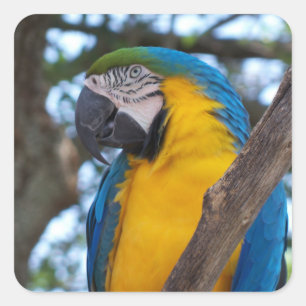 Gelbgrün und blauer tropischer Macaw Quadratischer Aufkleber