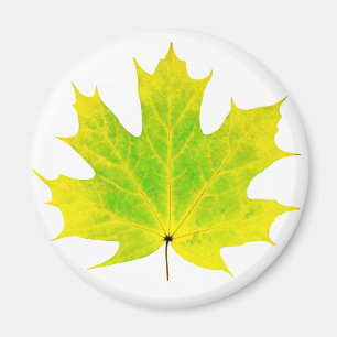 Gelbgrünes Ahornblatt Magnet