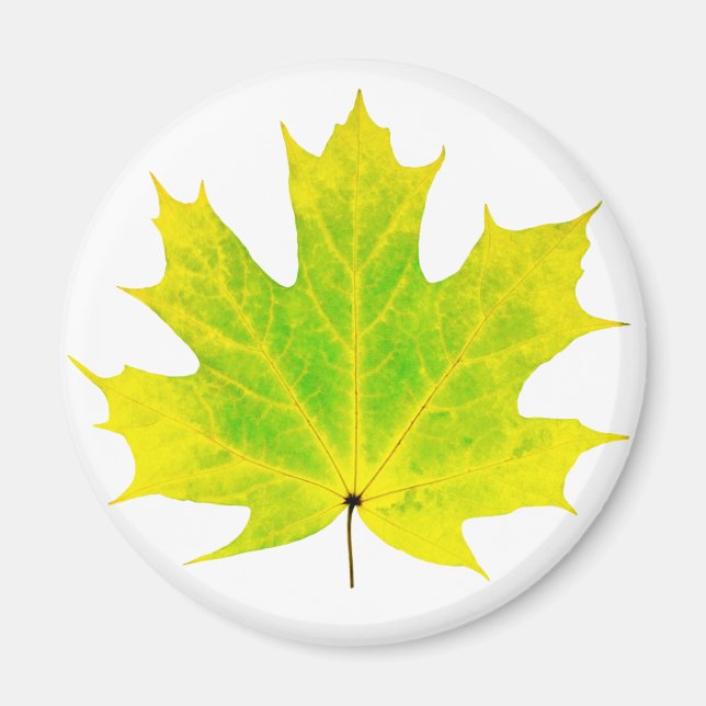 Gelbgrünes Ahornblatt Magnet (Vorne)