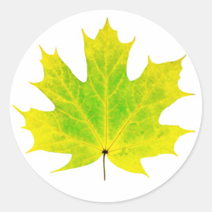 Gelbgrünes Ahornblatt Runder Aufkleber