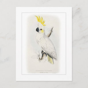 Gelbhaubenkakadu Postkarte