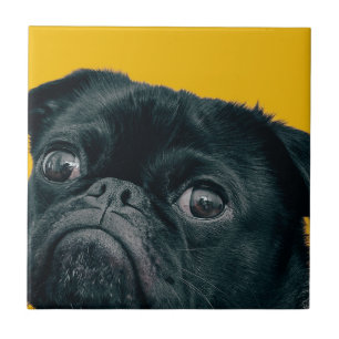 Gelbhund Fliese