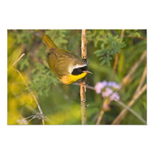 Gelbkehlchen Geothlypis trichas) Männchen, Fotodruck