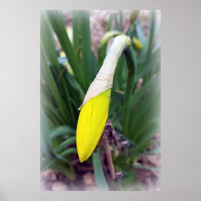 Gelbknospe Poster (Vorne)