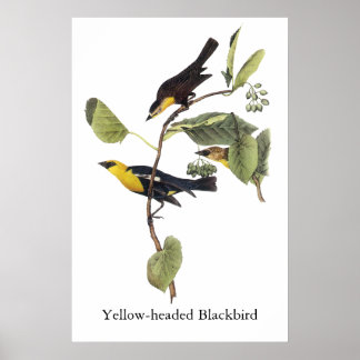 GelbkopfBlackbird - John Audubon Poster