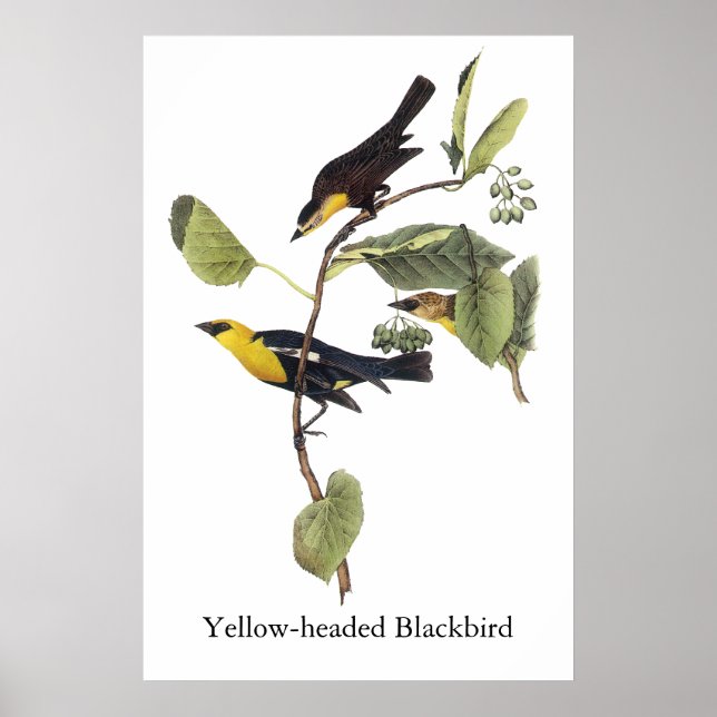 GelbkopfBlackbird - John Audubon Poster (Vorne)