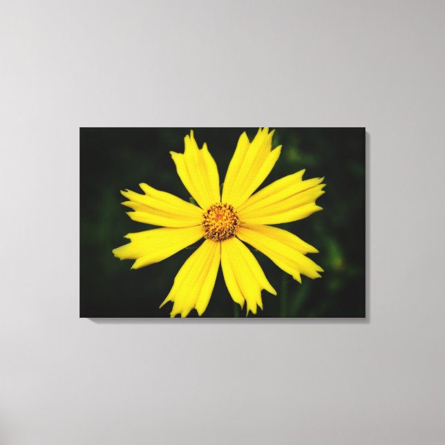 Gelbkosmos-Blume Nah-up 2 Leinwanddruck (Vorderseite)