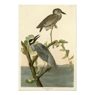 Gelbkronenheron von Audubon Birds of America Fotodruck