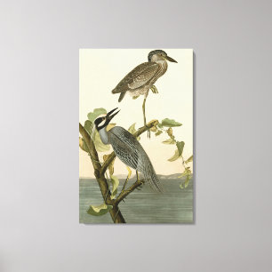 Gelbkronenheron von Audubon Birds of America Leinwanddruck