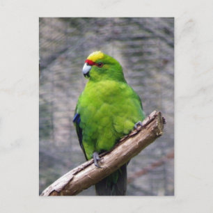 Gelbkronenparaket Postkarte