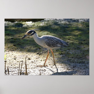 Gelbkronenreiher, Florida Poster