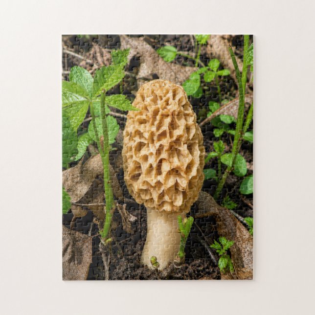 Gelbliche Morchel Puzzle (Vertikal)