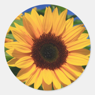 Gelbliche Sonnenblumen-Blumenaufkleber Runder Aufkleber