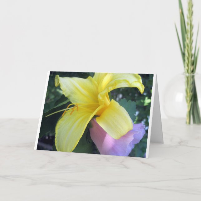 Gelblilie Feiertagskarte (Vorderseite)