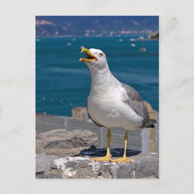 Gelbmöwe Feiertagspostkarte (Vorderseite)