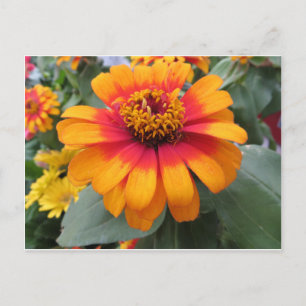 Gelborange Blume Postkarte