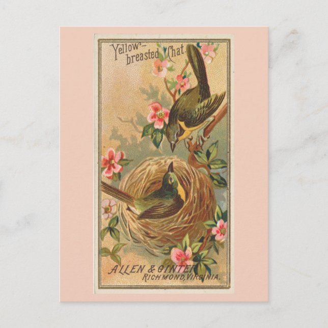 Gelbreiher Chat Postkarte (Vorderseite)