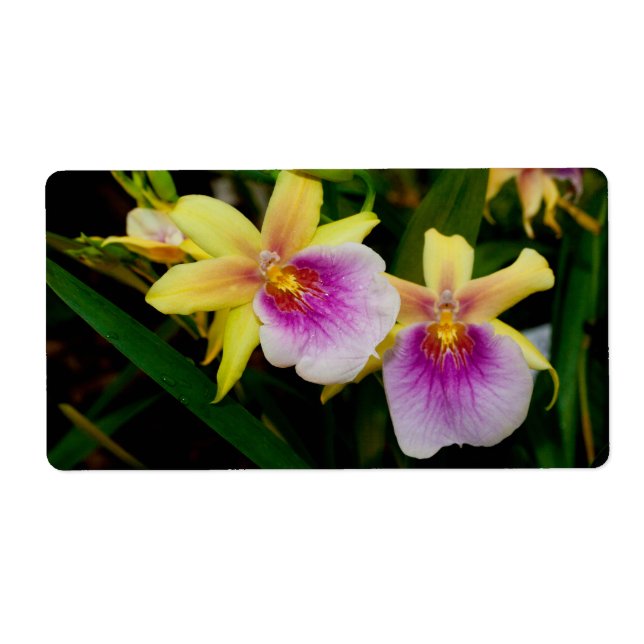 Gelbrosa Lila Miltonia Sunset Orchideen (Vorne)