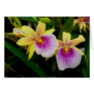 Gelbrosa Lila Miltonia Sunset Orchideen