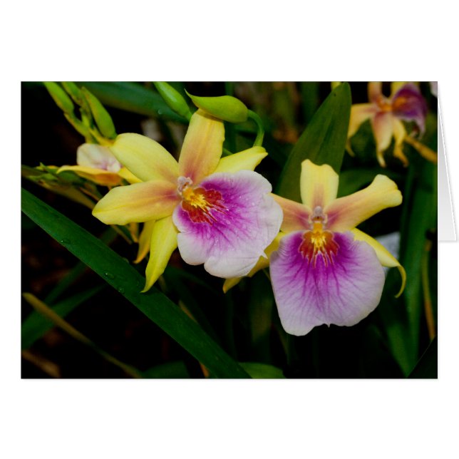 Gelbrosa Lila Miltonia Sunset Orchideen (Vorderseite (Horizontal))