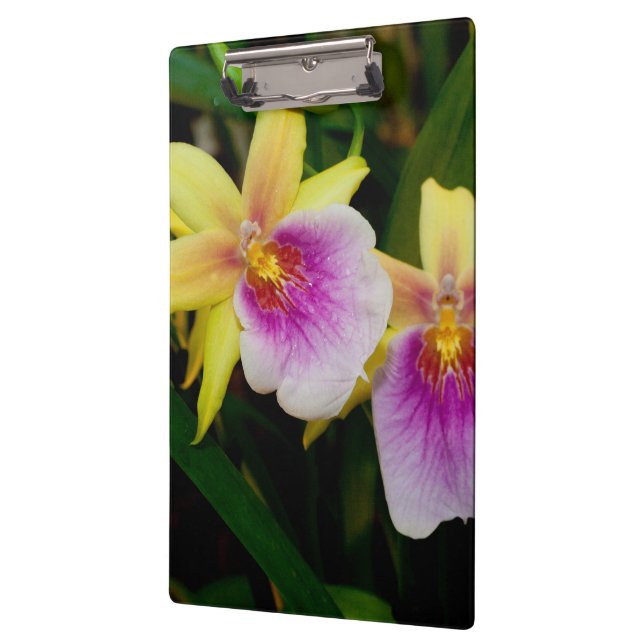 Gelbrosa Lila Miltonia Sunset Orchideen Klemmbrett (Links)