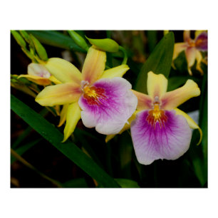 Gelbrosa Lila Miltonia Sunset Orchideen Poster