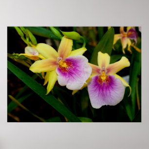 Gelbrosa Lila Miltonia Sunset Orchideen Poster