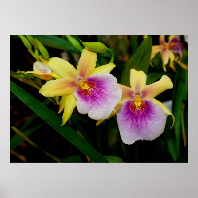 Gelbrosa Lila Miltonia Sunset Orchideen Poster (Vorne)
