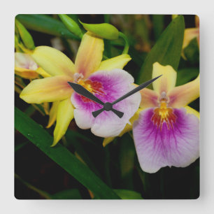 Gelbrosa Lila Miltonia Sunset Orchideen Quadratische Wanduhr