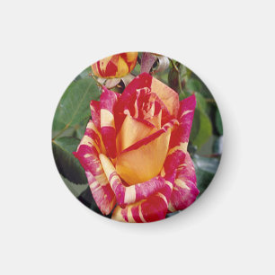 Gelbrosa Roses Magnet