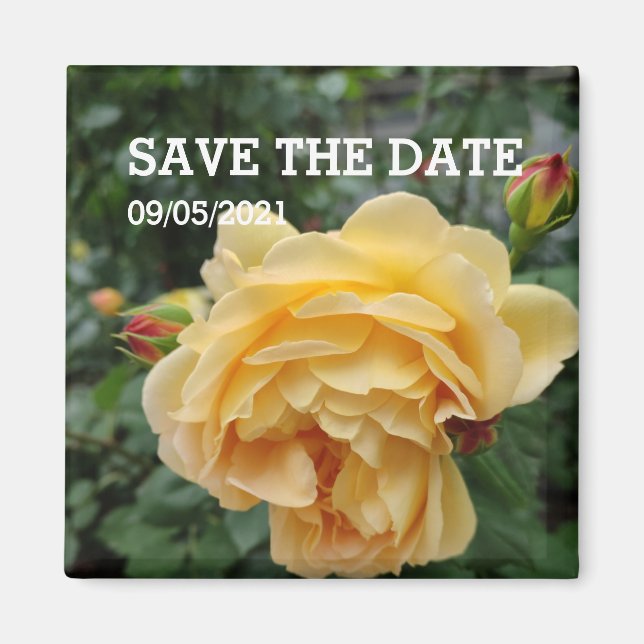 Gelbrose-Blume-Magnet Magnet (Vorne)