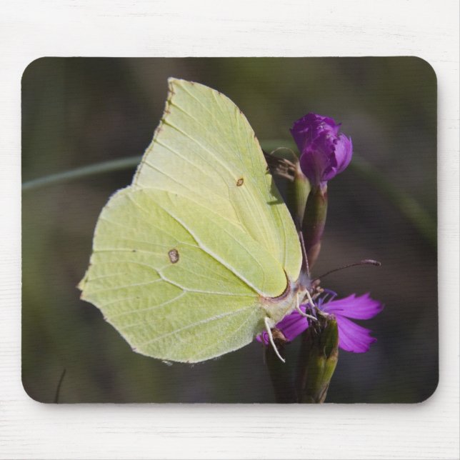 Gelbschmetterling Mousepad (Vorne)