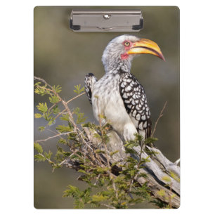 Gelbschnabelhecht Klemmbrett