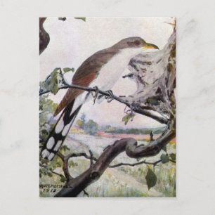 Gelbschnabelkuckuck und Zeltraupen Postkarte