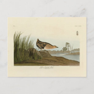 Gelbschnägel - Audubons Vögel in Amerika Postkarte