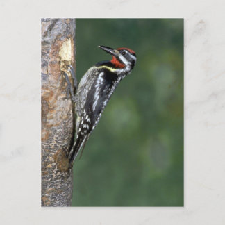 Gelbschwanzsauger (männlich) postkarte