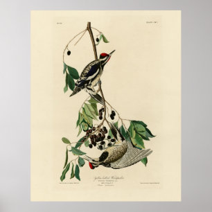 Gelbschwanzschwanz, Audubon-Vögel aus Amerika Poster