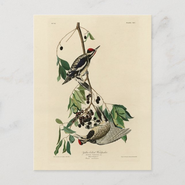 Gelbschwanzschwanz, Audubon-Vögel aus Amerika Postkarte (Vorderseite)