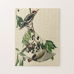 Gelbschwanzschwanz, Audubon-Vögel aus Amerika Puzzle