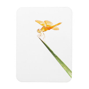 Gelbschwingendrachenfliege Magnet