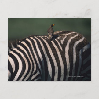 Gelbspecht (Buphagus africanus) Postkarte