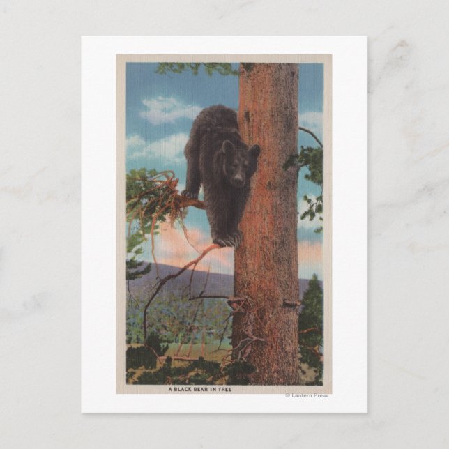 Gelbstein, Schwarzer Bär im Baum Postkarte (Vorderseite)