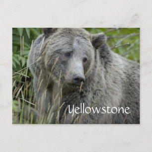 Gelbsteine-Grizzlybär Postkarte