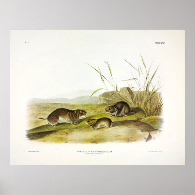 Gelbwangenmäuse, Taiga Vole von Audubon Poster (Vorne)