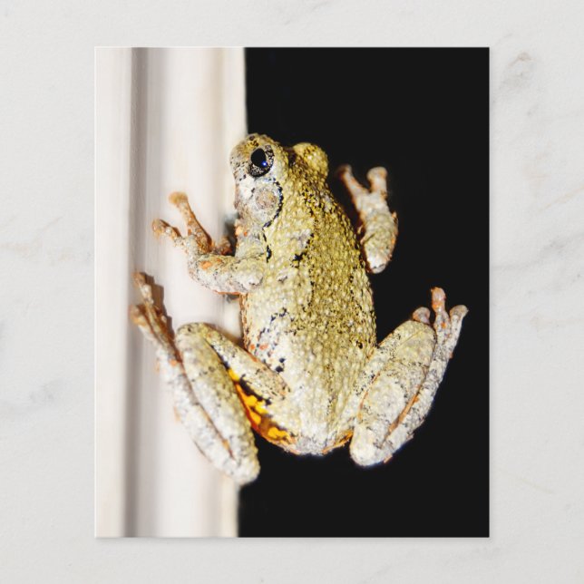 Gelbweiher Baum Frog (Vorderseite)