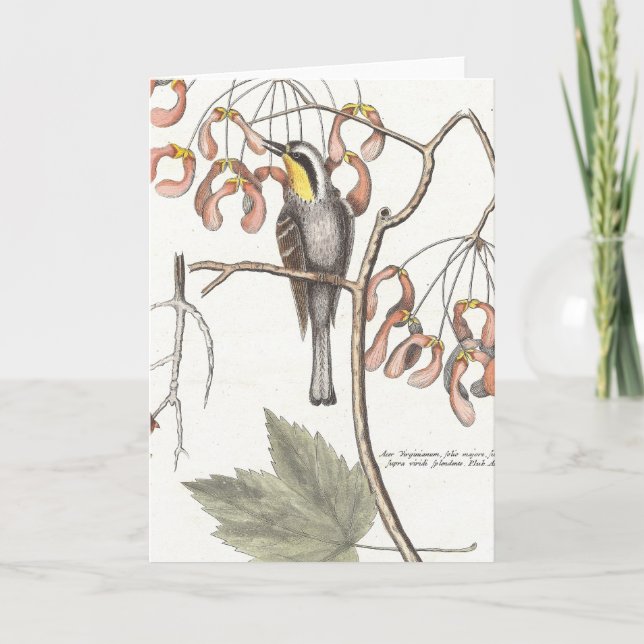 Gelbwurzel / Seligmann - Catesby Karte (Vorderseite)