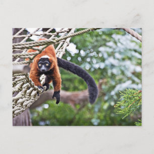 Geld für Bäume Postkarte